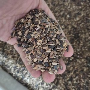 Bán chạy nhất silybum <span class=keywords><strong>Marianum</strong></span> nhà máy chiết xuất silybum marianu silybum <span class=keywords><strong>Marianum</strong></span> - Product Image 3