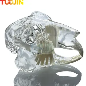 Clear Rabbit Teeth Anatomical Model Dental Animals Oral Jaw For Education Canine Dental Veterinary Office Decoration Demo