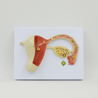 Modèle anatomique d'ovaires pour femmes, système de répétition, modèle d'anatomie, équipement éducatif, cadeau médical, fournitures d'enseignement
