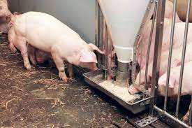 Los fabricantes se pueden personalizar, producto duradero, Alimentador automático <span class=keywords><strong>para</strong></span> <span class=keywords><strong>cerdos</strong></span>, Alimentador automático <span class=keywords><strong>para</strong></span> <span class=keywords><strong>cerdos</strong></span> - Product Image 2