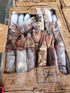 Buon prezzo su Calamari interi rotondi indiani (Calamari) - Product Image 2