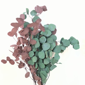 Véritable <span class=keywords><strong>Eucalyptus</strong></span> Naturel Préservé Cinerea Plante Argent Dollar Feuilles D'<span class=keywords><strong>eucalyptus</strong></span> Vertes Séchées pour La Maison De Mariage Décor Fête Des Mères - Product Image 2
