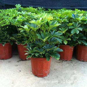 Eendenvoetboom Zevenbladige lotus Geluksboom Acht richtingen brengen rijkdom Potplant Kantoor Woonkamer Grote groene <span class=keywords><strong>plant</strong></span> - Product Image 3