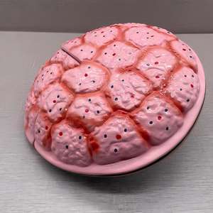 แบบจำลองกายวิภาคของรกมนุษย์และสายสะดือ - เครื่องมือการศึกษาด้านสูติศาสตร์ - Product Image 3