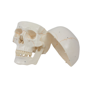 하이 퀄리티 20x14.5x17.5CM PVC 인간 두개골 모델 봉합사 의료 교육 및 과학 번호 - Product Image 3