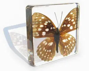 شفافة الاكريليك كتلة مكعب عرض الراتنج مع الحشرات الحقيقية ثقالة الورق عينة الحيوان