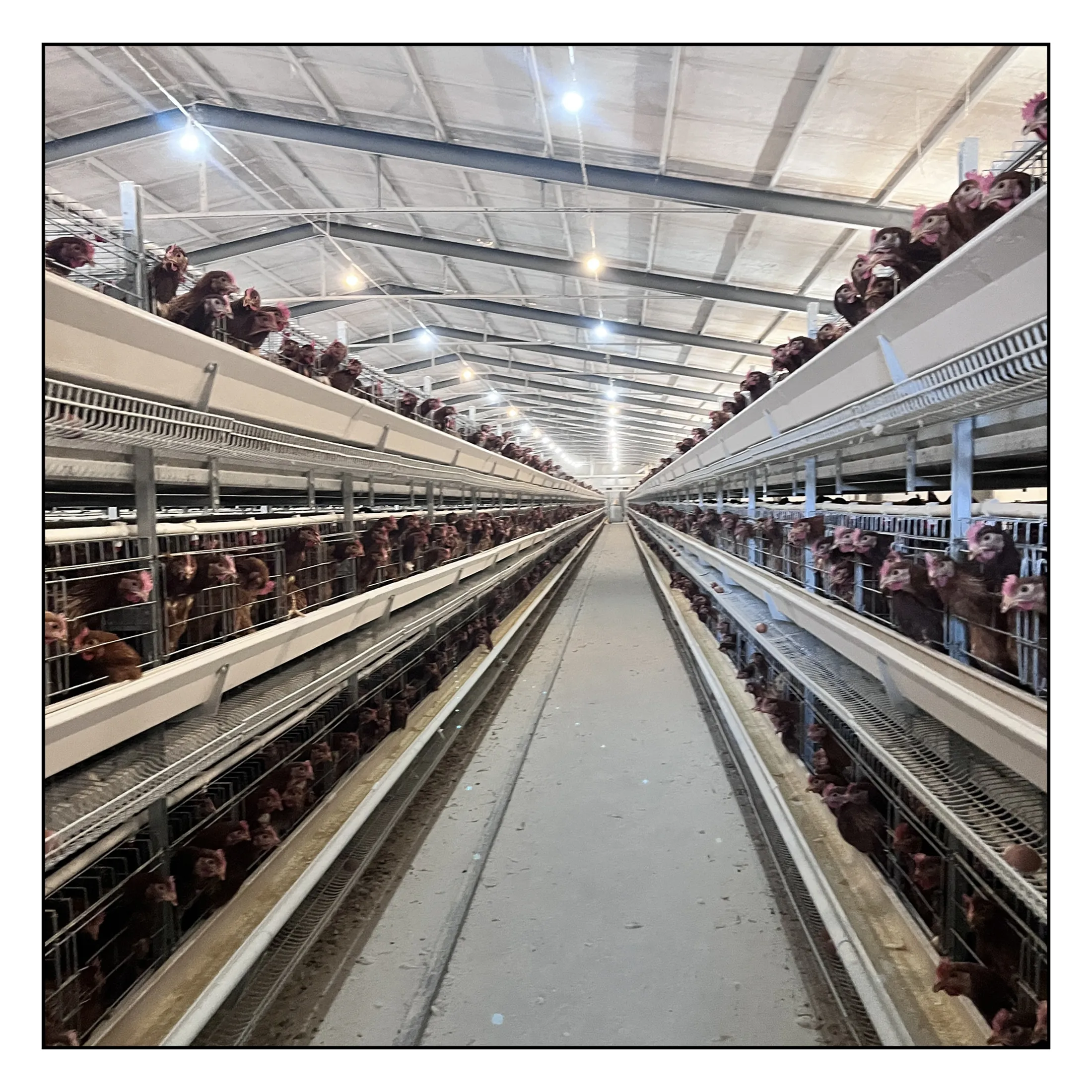 Hot Sell Automatic H Type Egg Chicken Poultry Farming Equipment Poultry farming equipment egg layer egg chicken