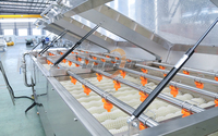 Automatische sorteerlijn voor het wassen van groenten (radijs, bieten, aubergine, komkommer, courgette) van roestvrij staal