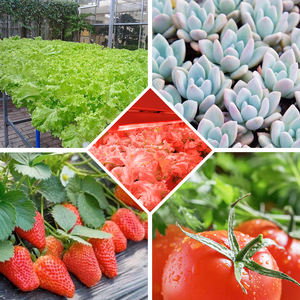 7 السحر دروبشيبينغ 4FT 20W الطيف الأحمر العميق النقي 660 نانومتر تكميلي أدى النمو من أجل الدفيئة المزهرة الفاكهة - Product Image 3