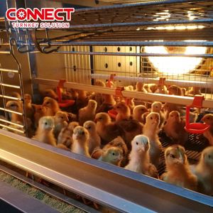 Gia cầm lồng Pin Rooster nuôi thiết bị tự động gà lồng hệ thống đẻ hen Gà Thịt gà Lồng cho <span class=keywords><strong>chook</strong></span> nhà - Product Image 3