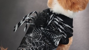 Kostum Hewan Peliharaan Anjing Kucing Model Laba-laba Lucu untuk Pesta Halloween, Ukuran Sedang Kecil, Produk Grosir Kustom - Product Image 6