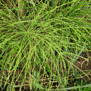 <span class=keywords><strong>Wen</strong></span> Jin <span class=keywords><strong>cao</strong></span> nguyên liệu tự nhiên khô prele PA coupee cắt giảm cho thảo mộc - Product Image 3