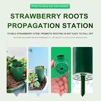 10 pièces racines nues fraise plantes outils de culture fraise semis élevage Pot fraise racines Propagation Station tasse