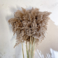 Herbe de la Pampa en Gros pour Décoration de Mariage, Fleur Immortelle, Accessoires de Photographie, Grande Herbe de la Pampa