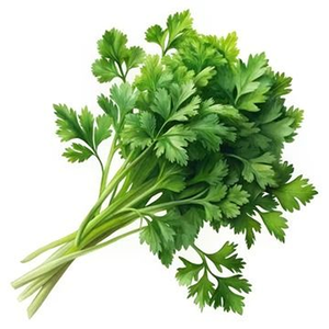Advanced Coriander Variety 99% Purity 85% Germination Fast <b>Establishment</b> Excellent Yield Potential Professional Agricultural - Product Image 3