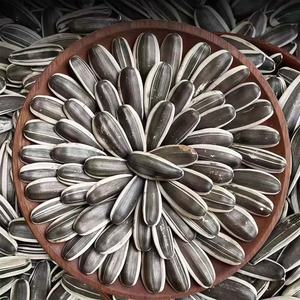 بذور دوار الشمس المطبوخة بالبهارات الخمسة 420 جرام وجبة خفيفة جاهزة للأكل بيع بالجملة - Product Image 5