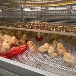 L'alta qualità Q235 acciaio zincato rete metallica per il pollo uccelli pollame batteria gabbia di Broiler direttamente dalla cina - Product Image 4