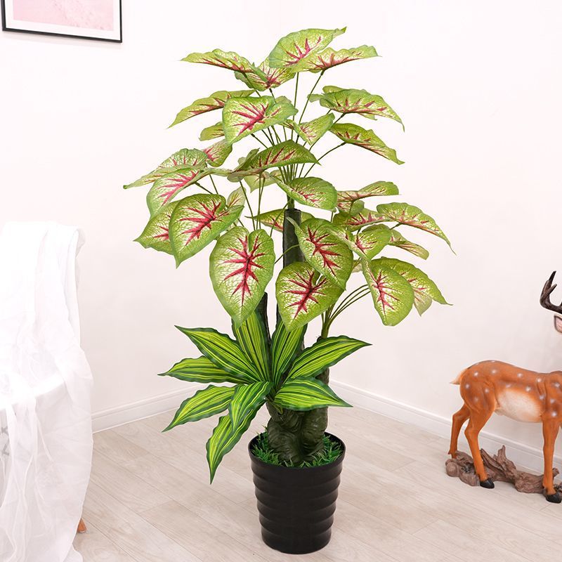 120 cm/Caladium bicolor-verde