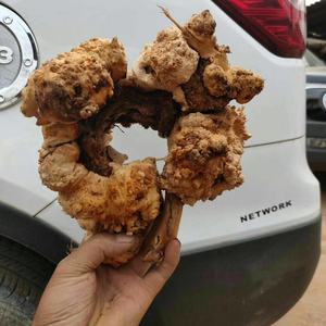 Betrouwbare En Goede Aquacultuur Systemen-Aquaria Aquaria En Drijfhout Wortels - Product Image 4