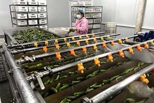 Toptan gevrek turşu salatalık-taze seçilmiş, yüksek kaliteli ve toplu dağıtım için Ideal - Product Image 4