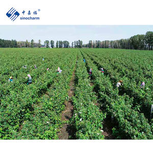 Sinocharm HACCP OEM Marcas 90/10 enteros Frutas congeladas Precio de fábrica Frambuesa roja fresca Frambuesas IQF para postre - Product Image 5