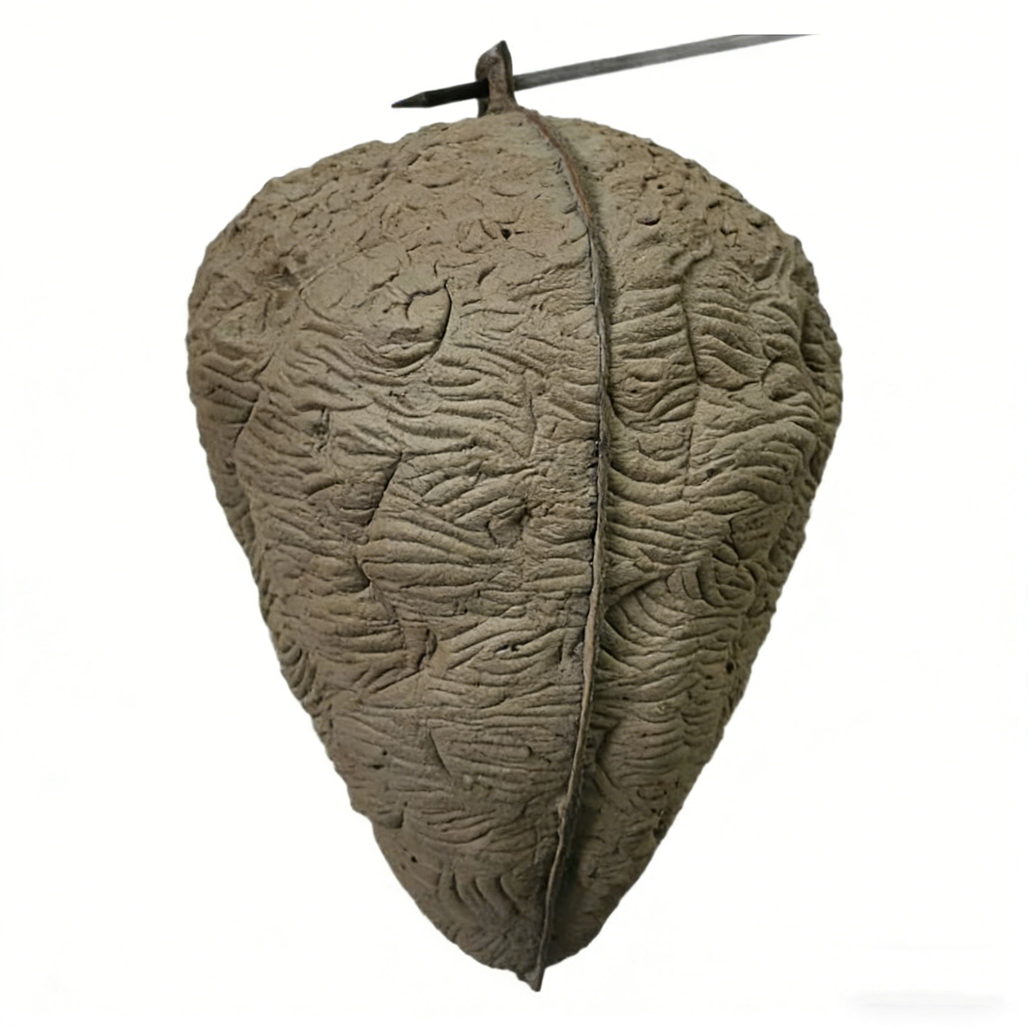 สีน้ำตาล