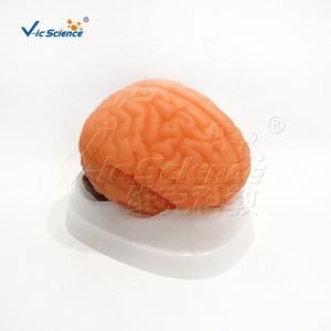 Modelo Anatómico de Cerebro Humano de 9 Componentes, Nuevo Modelo de Ciencia Médica, Modelo Anatómico de Cerebro - Product Image 2