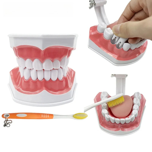 Modelo de Demostración Dental de Dientes Grandes (2 Unidades) con Cepillo de Dientes para Enseñanza, Estudio y Educación en el Cepillado Dental - Product Image 1