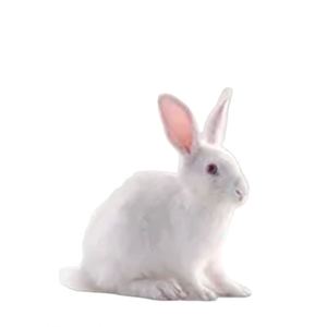Échantillon Gratuit, Vente en Gros, Tapis d'Entraînement Biodégradable Économique pour Chiens, Absorbant les Urines, pour l'Apprentissage de la Propreté des Animaux - Product Image 1