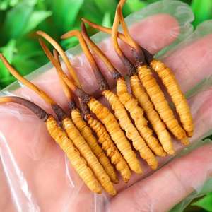 Kotak hadiah panen liar bubuk ekstrak Herbal tingkat makanan Cordyceps Tibet - Product Image 3