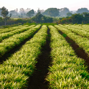 Reines Ingwer-Ätherisches Öl Großhandel Bulk Rein Natürlich Unverdünnt 100% Natürliches Ingwer-Ätherisches Öl für Diffusor, Körpermassage - Product Image 4