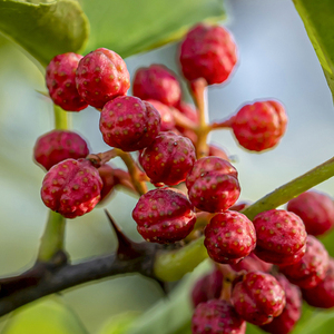 Toàn Bộ <span class=keywords><strong>Szechuan</strong></span> Khô Ớt Đỏ Hạt Tiêu Ngô Gai Tro 100 gam/túi Tiêu Chuẩn Duy Nhất Các Loại Thảo Mộc & Gia Vị, Duy Nhất Các Loại Thảo Mộc & Gia Vị Nguyên Gia Vị - Product Image 6