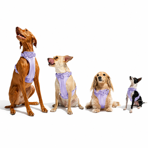 Conjunto de Arnés Resistente para Perro de 4 Piezas con Correa de PVC Impermeable, Collar, Chaleco Oxford Antiescape y Porta Bolsas para Excrementos - Product Image 2