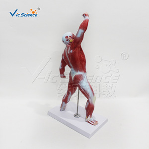 Mannequin musculaire grandeur nature de 50 cm en position de mouvement - Aides pédagogiques d'anatomie pour la formation médicale en gros - Product Image 2