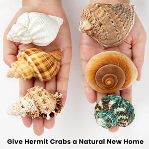 6PCS Large Hermit Crab <strong>Shells</strong> Natural Sea Conch Size 2.8&quot; - 3.9&quot; Opening Size 1.5&quot; - 2.5&quot; Turbo Seashells for Hermit Crab - Product Image 3