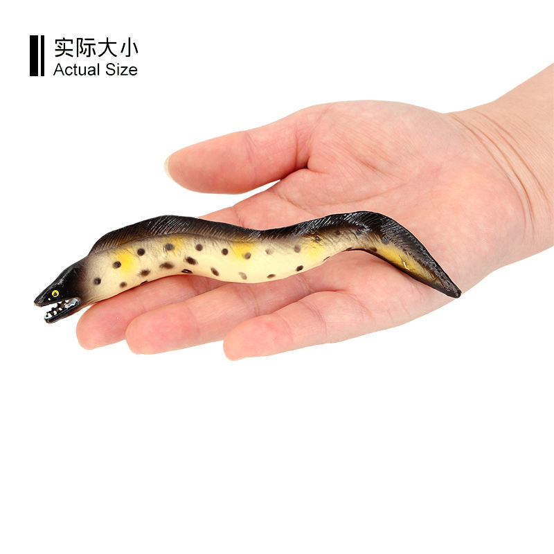 3240 Moray Eel