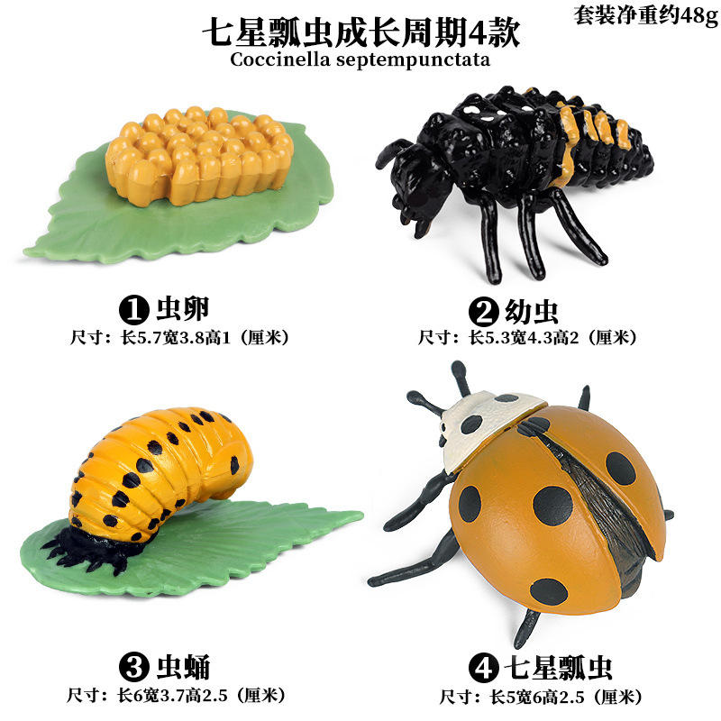 Ciclo de crecimiento de la mariquita 4 sets M-1631 siete estrellas