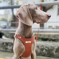 Ensemble laisse et harnais pour chien en cuir véritable de luxe, imperméable, anti-adhérent aux poils, anti-traction, pour chiens de petite et moyenne taille
