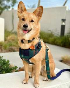 Arnés y Correa para Perro de Diseño Premium de Lujo, con Logotipo Personalizado, Sin Tirones, Estilo Escocés, Venta al Por Mayor - Product Image 6