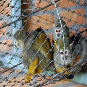 Cercado de zoológico estético de malla de aviario de acero inoxidable para jardín zoológico - Product Image 5
