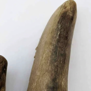 Punta de Cuerno de Búfalo Natural Ecológica, Técnica de Tallado a Mano, Moderna, Impermeable, para Mangos de Cuchillos/Espadas, Monturas de Gafas - Product Image 1