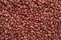 Arachides fraîches biologiques en coque, qualité alimentaire, origine américaine, emballage en vrac et personnalisation disponibles, qualité supérieure, best-seller