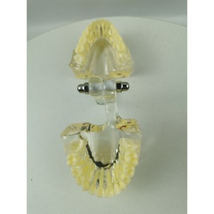 Modèle dentaire standard M7016, 24 dents, modèle anatomique en silicone médical pour l'enseignement et l'usage domestique - Product Image 4