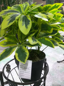 Planta en maceta pequeña Tropical realista, follaje de plástico Artificial variegado, Schefflera <span class=keywords><strong>Arboricola</strong></span> - Product Image 4