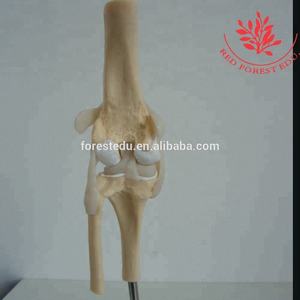 Honden Kniegewricht Modelstadia Van Hondenosteoporose Model - Product Image 4