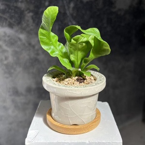Macetas de Cerámica Minimalistas con Acabado Glaseado Efecto Grieta de Hielo <span class=keywords><strong>para</strong></span> <span class=keywords><strong>Cactus</strong></span> <span class=keywords><strong>y</strong></span> Plantas Verdes, Macetas Pequeñas de Mesa <span class=keywords><strong>para</strong></span> Flores - Product Image 1