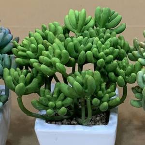 Tanaman sukulen buatan, tanaman Mini palsu dalam semen imitasi terlihat pot kecil realistis sukulen palsu dalam ruangan untuk ZR5013 - Product Image 4