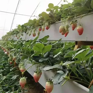 Grondaia idroponica Standard in Pvc Nft in cina per piantare fragole e pomodori