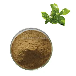 Ram Tulsi Extract Basil Grass Extract Ocimum Sanctum Leaf Extract