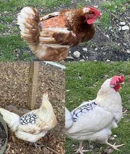 แผ่นรองหลังไก่สำหรับแม่ไก่ ผ้ากันเปื้อนป้องกันขนไก่ แผ่นป้องกันขนไก่สำหรับแม่ไก่ แผ่นรองสำหรับผสมพันธุ์ไก่ แผ่นรองหลังไก่แบบปรับได้ เสื้อกั๊กสำหรับแม่ไก่ - Product Image 4